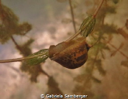 Radix auricularia by Gabriela Samberger 